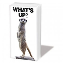 Chusteczki 21.5x22cm 4 warstwowe